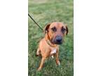 Adopt Cooper a Black Mouth Cur / Mixed dog in Troy, OH (41459287)