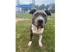 Adopt Molly a Gray/Blue/Silver/Salt & Pepper Mixed Breed (Medium) / Mixed dog in