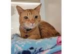 Adopt Tigger a Orange or Red Domestic Shorthair / Domestic Shorthair / Mixed cat