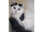Adopt Chip a White Domestic Longhair / Domestic Shorthair / Mixed cat in Pequot