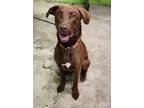 Adopt Riley a Brown/Chocolate Mixed Breed (Medium) / Mixed dog in Green Cove