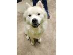 Adopt Donut a White Chow Chow / Mixed dog in Green Cove Springs, FL (41460768)