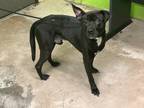 Adopt Eric a Black Mixed Breed (Medium) / Mixed dog in Green Cove Springs