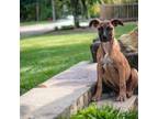 Adopt Bella a Tan/Yellow/Fawn German Shepherd Dog / Boxer / Mixed (short coat)