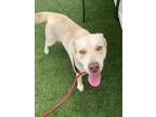 Adopt LUTHER a Husky, Pit Bull Terrier