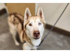 Adopt Tanner a Red/Golden/Orange/Chestnut Husky / Mixed dog in BELLEVUE