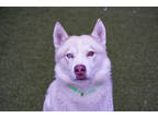 Adopt Asher a White Alaskan Klee Kai / Mixed Breed (Medium) / Mixed (short coat)
