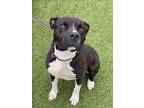 Adopt ARGON a Pit Bull Terrier, Mixed Breed