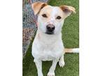 Adopt CHIP a Australian Cattle Dog / Blue Heeler, Mixed Breed