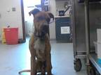 Adopt BENNY a Boxer