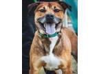 Adopt CURTIS a Black Mouth Cur, Mixed Breed