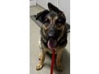 Adopt Balto a Black German Shepherd Dog / Mixed dog in Pequot Lakes