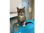 Adopt Dale a Gray or Blue Domestic Shorthair / Domestic Shorthair / Mixed cat in