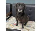 Adopt Merica a Black Labrador Retriever / Mixed Breed (Medium) / Mixed (short