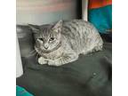 Adopt 'Bennie (and the Jets)' a Gray or Blue Domestic Shorthair / Domestic