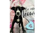 Adopt Rolo a Black Labrador Retriever / Mixed dog in San Antonio, TX (40885970)