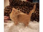 Adopt Hobbes a Orange or Red Tabby Tabby (medium coat) cat in Spring