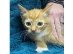 Adopt Tortellini a Orange or Red Domestic Shorthair / Mixed cat in Rockwall