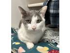 Adopt Debbie a White Domestic Shorthair / Domestic Shorthair / Mixed cat in