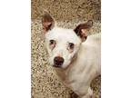 Adopt Mara 52870 a White Mixed Breed (Medium) / Mixed dog in Aiken