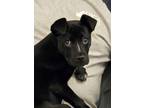 Adopt Gary 52947 a Black Mixed Breed (Medium) / Mixed dog in Aiken