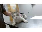 Adopt Queen a White Domestic Shorthair / Domestic Shorthair / Mixed cat in