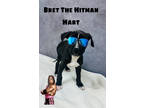 Adopt Bret the Hitman Hart a Black American Pit Bull Terrier / Mixed dog in