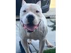 Adopt Quartz a White American Pit Bull Terrier / Mixed dog in Baton Rouge