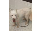 Adopt Basil a White Husky / Mixed dog in Atlanta, GA (41453580)