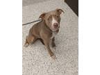 Adopt Avalon a Brown/Chocolate American Pit Bull Terrier / Mixed Breed (Medium)