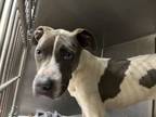 Adopt 55911061 a White American Pit Bull Terrier / Mixed dog in Baton Rouge