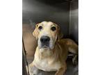 Adopt 55912590 a Tan/Yellow/Fawn Golden Retriever / Mixed dog in Baton Rouge