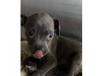Adopt 55907927 a Gray/Blue/Silver/Salt & Pepper American Pit Bull Terrier /