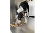 Adopt 55917460 a Black Australian Shepherd / Mixed dog in Fort Worth