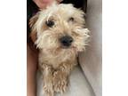 Adopt Toby a Tan/Yellow/Fawn Mixed Breed (Small) / Mixed dog in Carrollton