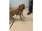Adopt Sam G 5-17-24 a Tan/Yellow/Fawn American Pit Bull Terrier / Mixed Breed