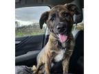 Adopt Sarah Ann a Brindle Mixed Breed (Medium) / Mixed dog in Eau Claire