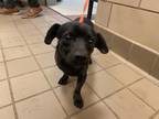 Adopt Shadow a Black Dachshund / Mixed dog in Mesquite, TX (38096847)