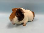 Adopt Cody a White Guinea Pig / Mixed (short coat) small animal in Coon Rapids