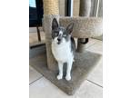 Adopt Andie a Gray or Blue Domestic Shorthair / Domestic Shorthair / Mixed cat