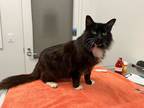 Adopt Miguel a All Black Domestic Longhair / Domestic Shorthair / Mixed cat in