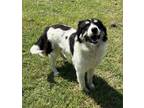 Adopt Loretta a Black Border Collie / Mixed dog in Gainesville, TX (41460715)