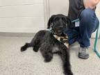 Adopt Barrett a Black Schnauzer (Standard) / Poodle (Standard) / Mixed dog in