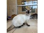 Adopt Brady a White Siamese / Mixed Breed (Medium) / Mixed (short coat) cat in