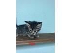 Adopt Piglet a Gray, Blue or Silver Tabby Domestic Mediumhair (medium coat) cat