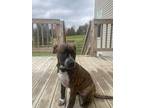 Adopt Bailey a Brindle - with White Hound (Unknown Type) / Boxer / Mixed dog in