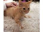 Adopt Ricky Ticky Tabby a Orange or Red Tabby Tabby (medium coat) cat in Spring