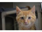 Adopt Turbo a Domestic Shorthair / Mixed (short coat) cat in Lancaster