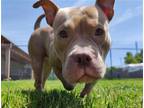 Adopt CHLOE a Pit Bull Terrier / Mixed dog in Springfield, MA (41371505)
