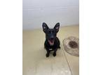 Adopt Tony a Terrier (Unknown Type, Small) / Mixed Breed (Medium) / Mixed dog in